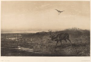 Večer. Jeleni a volavky. od Karl Bodmer