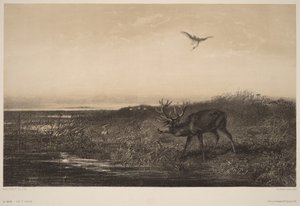 Večer - Jelen a volavky od Karl Bodmer