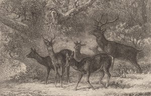 Stádo. od Karl Bodmer