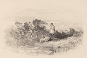 Dvě volavky. od Karl Bodmer