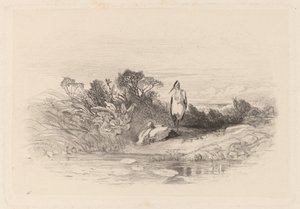 Dvě volavky od Karl Bodmer