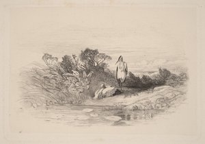Dvě volavky od Karl Bodmer