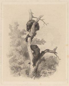 Les Ours (The Bears) od Karl Bodmer