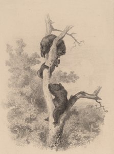 Medvědi. od Karl Bodmer