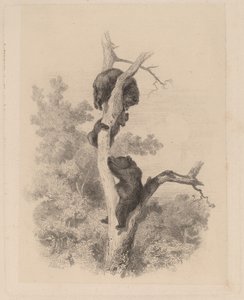 Medvědi od Karl Bodmer