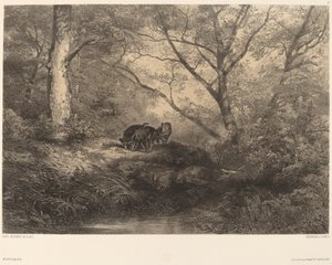 Marcassins od Karl Bodmer
