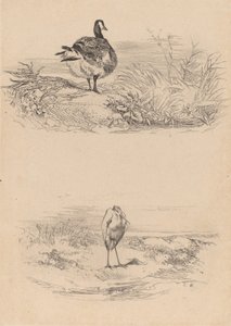 Ahoj, Heron. od Karl Bodmer