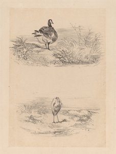 Ahoj, Heron od Karl Bodmer