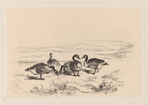 barnacle husy od Karl Bodmer
