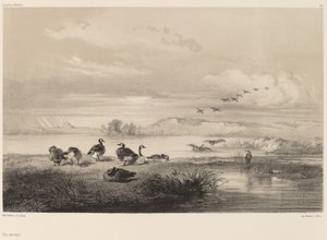divoké husy od Karl Bodmer