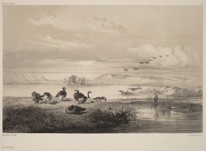 Divoké husy od Karl Bodmer