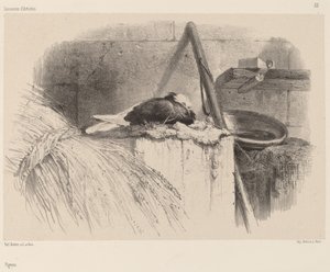 Holub od Karl Bodmer