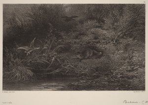 Liška na číhané od Karl Bodmer
