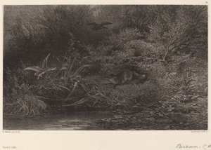 Liška na lovu. od Karl Bodmer