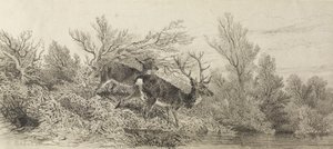 Jelen v lese od Karl Bodmer