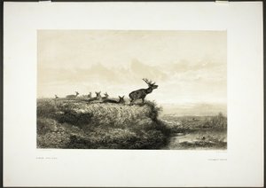Ráno: Jeleni a laně od Karl Bodmer