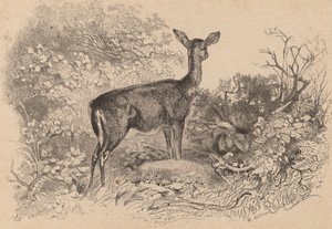 Srnka. od Karl Bodmer