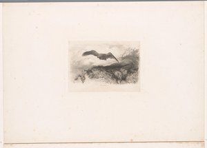 létající orel Krajiny se zvířaty (název série) od Karl Bodmer
