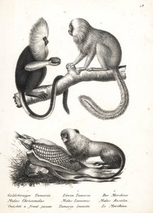 Kosman buffy-headed, Callithrix flaviceps (ohrožený) 1, a tamarín lvíček zlatý, Leontopithecus rosalia (ohrožený) 2,3. Litografie Karla Josepha Brodtmanna z Ilustrované přírodní historie lidí a zvířat Heinricha Rudolfa Schinze od Karl Joseph Brodtmann
