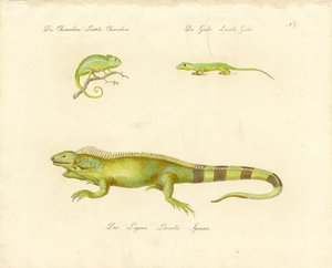 Chameleon, gekon a leguán (tisk) od Karl Joseph Brodtmann
