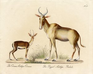 Dorcas Gazelle a Nilgai (tisk)