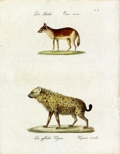 Šakal a hyena skvrnitá (tisk) od Karl Joseph Brodtmann