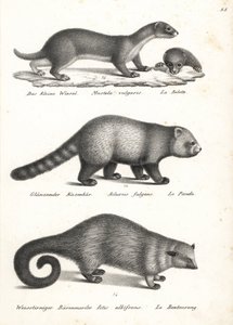 Lasička nejmenší, Mustela nivalis 1, panda červená, Ailurus fulgens 2, zranitelná, a medvědice, Arctictis binturong 3, zranitelná. Litografie Karla Josepha Brodtmanna z Ilustrované přírodní historie lidí a zvířat Heinricha Rudolfa Schinze od Karl Joseph Brodtmann