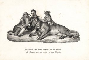 Lvice a mláďata s trenérem, Panthera leo. Litografie Karla Josepha Brodtmanna z Ilustrované přírodní historie lidí a zvířat Heinricha Rudolfa Schinze od Karl Joseph Brodtmann