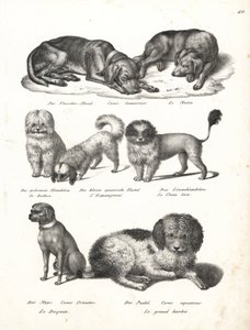 Lurcher nebo matin pes, Canis laniarius, Bichon, španělský pes, čau-čau, mopsí pes, Canis fricator a pudl neboli vodní lovecký pes, Canis aquaticus. Litografie Karla Josepha Brodtmanna z Ilustrované přírodní historie mužů a zvířat Heinricha Rudolfa Schinze od Karl Joseph Brodtmann