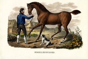 Meklenburský kůň, 1824 od Karl Joseph Brodtmann