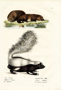Skunk Molinův, 1824 od Karl Joseph Brodtmann