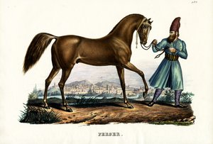 Perský kůň, 1824