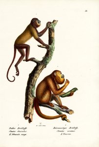 Red Howler Monkeys, 1824 od Karl Joseph Brodtmann