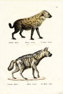 Hyaena skvrnitá, 1824 od Karl Joseph Brodtmann