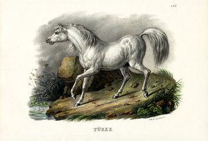 Turecký kůň, 1824 od Karl Joseph Brodtmann