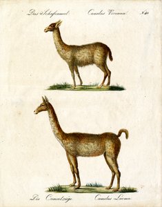 Vicuña a lama (tisk) od Karl Joseph Brodtmann