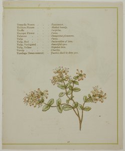 Valerian Through Volkamenia, z The Illuminated Language of Flowers od Kate Greenaway
