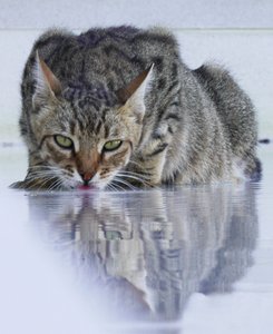 Cool Cat, 2022, fotografie