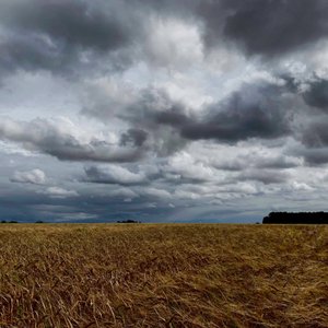 Bouřlivá obloha nad pozdně letní úrodou 2020 od Katha Wood
