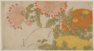 Chryzantémy od Katsukawa Shunsho