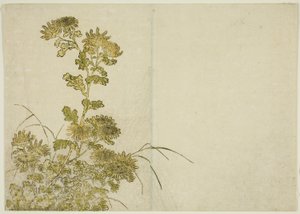 Zimní květiny: Chryzantémy, z knihy "Zrcadlo krásných žen z požitkářských čtvrtí (Seiro bijin awase sugata kagami)," sv. 1 od Katsukawa Shunsho
