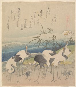 Ashi Clam, ze série „Genroku Kasen Kai-awase“