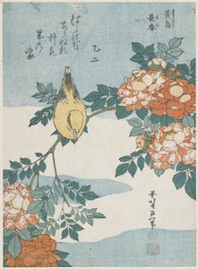 Oriole černohlavá a čínská růže, c. 1833 od Katsushika Hokusai