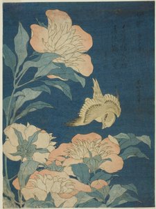 Kanár a pivoňka (Canary, shakuyaku), z nepojmenované série květin a ptáků od Katsushika Hokusai