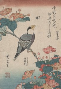 Grosbeak on Mirabilis, z nepojmenované série s názvem Small Flowers od Katsushika Hokusai