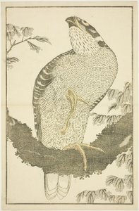 Hawk, z Obrázkové knihy realistických obrazů Hokusai (Hokusai shashin gafu) od Katsushika Hokusai