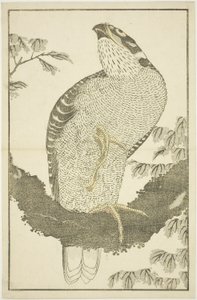 Hawk, z Obrázkové knihy realistických obrazů Hokusai (Hokusai shashin gafu) od Katsushika Hokusai
