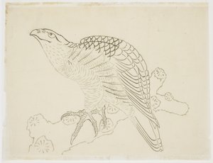 Jestřáb na větvi (studie) od Katsushika Hokusai