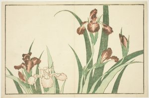 Iris, z Obrazové knihy realistických obrazů Hokusai (Hokusai shashin gafu) od Katsushika Hokusai