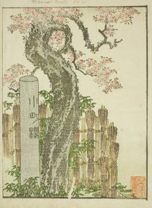 Třešeň Komachi (Komachi zakura), z ilustrované knihy „Obrázková kniha zábav východu (Ehon Azuma asobi)“ od Katsushika Hokusai